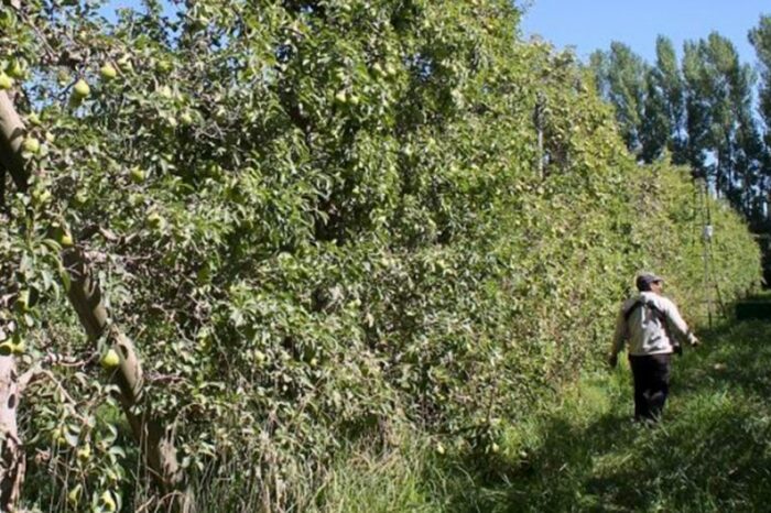 Financian emisores de feromonas para el control de carpocapsa