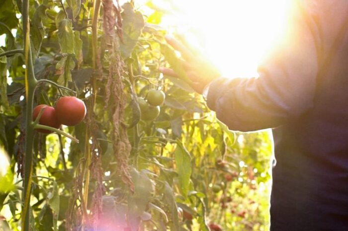 Proda: un millón de plantines hortícolas en toda la provincia