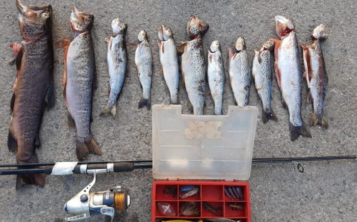 Pesca ilegal: decomisaron 24 truchas en un control de Junín