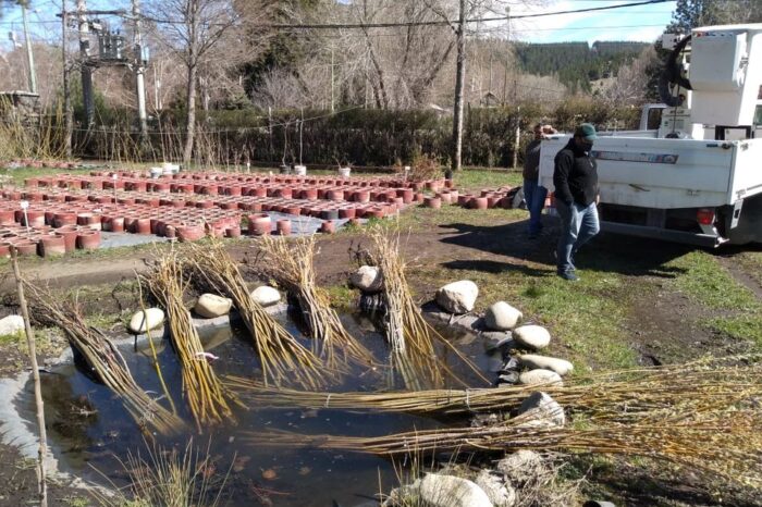 1500 ejemplares de Sauce para forestación del ex vertedero municipal