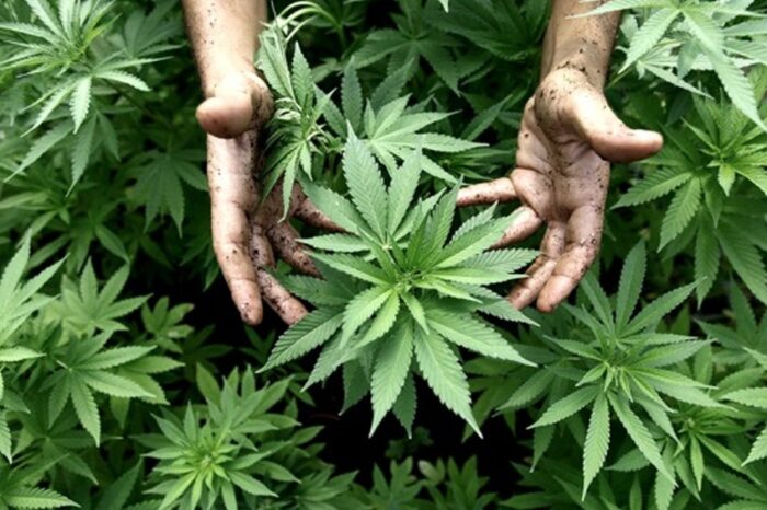 Tigre regulará el uso y cultivo del cannabis con fines medicinales para evitar la estigmatización
