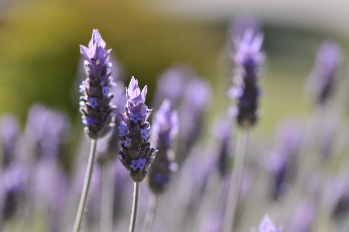 Cuáles son los hábitos de consumo y uso de las aromáticas medicinales
