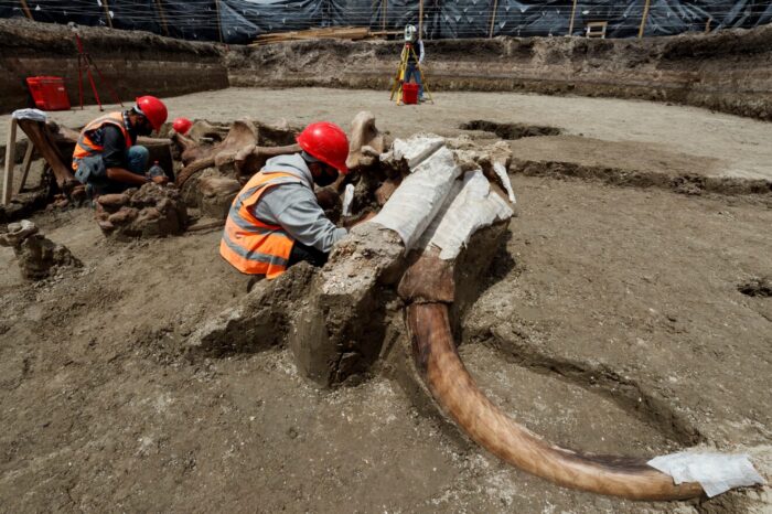 En la construcción del nuevo aeropuerto de México, emerge el cementerio de mamuts más grande del mundo