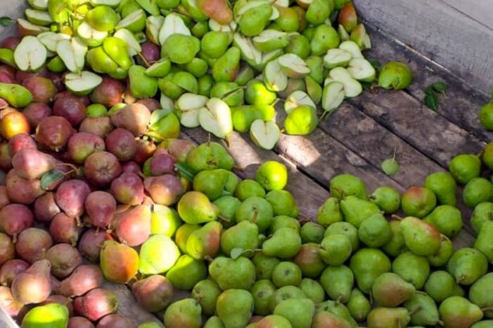 Trabajan para sostener la baja prevalencia de Carpocapsa en peras y manzanas