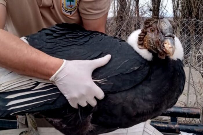 Extreman esfuerzos para salvar al cóndor rescatado en Chos Malal