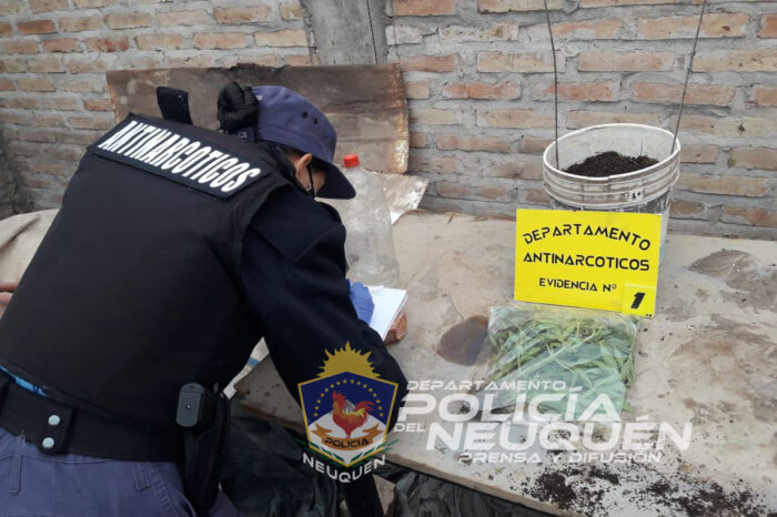 Secuestran municiones y plantas de marihuana en allanamientos