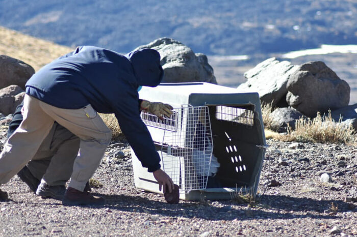 Liberaron al cóndor que había caído en Chos Malal
