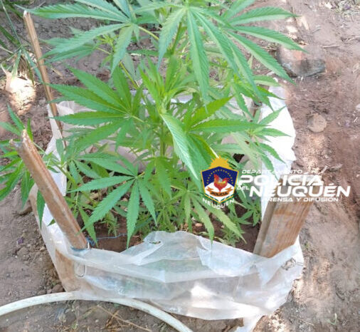 Siete demorados, y secuestro de pantas de Marihuana, municiones y un arma tumbera