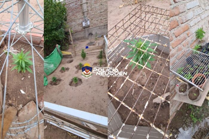 Allanan una vivienda en el barrio Alto Godoy y secuestran plantas de Marihuana