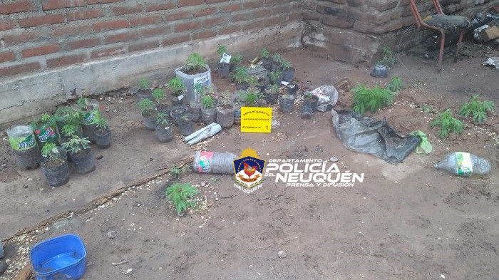 Personal de la Dirección Antinarcóticos secuestró plantas de Cannabis Sativa en una vivienda