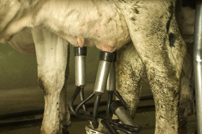 Lanzan un sistema de pasteurización en origen que abaratará el precio de la leche