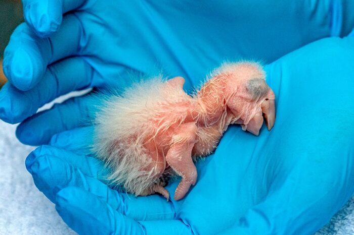 Nacieron tres guacamayos rojos en el Iberá, un "gran paso" para recuperar la especie