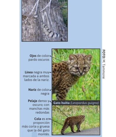Guardaparque registra un gato huiña en la cuenca del lago Lacar