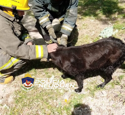 Personal policial rescata un perro que había caído a un desagüe pluvial
