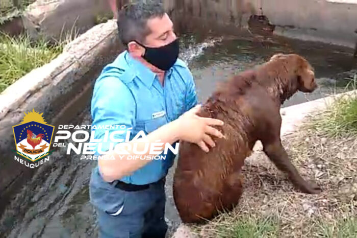Personal policial rescató a un perro que había caído a un canal de riego