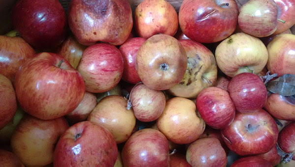 El desafío de reducir las pérdidas en manzanas y peras