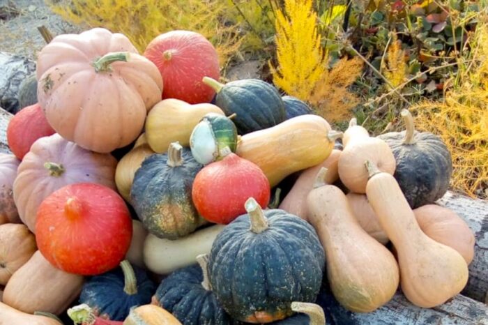 Comienza una nueva edición del concurso Ciudad Zapallo