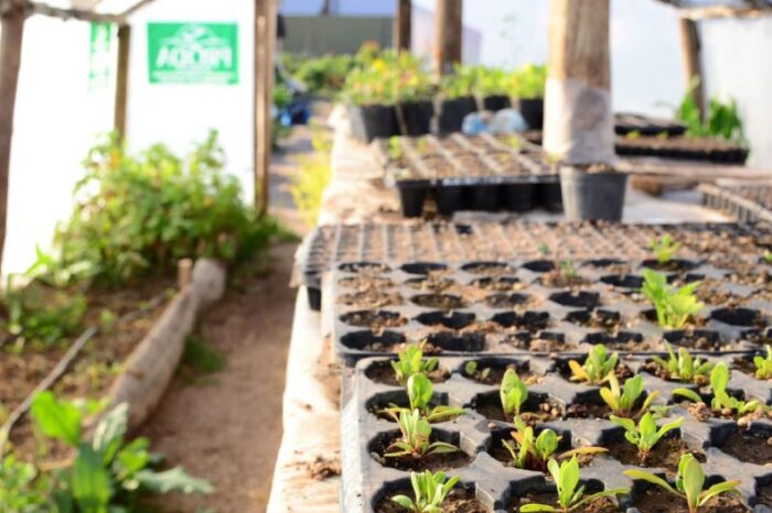 La arquitectura y la agricultura urbana convergen en la producción agroalimentaria