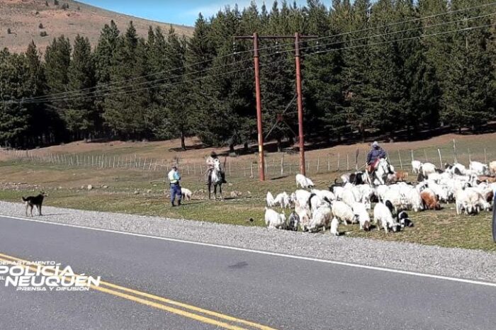Policía del Neuquén continúa el operativo trashumancia 2020