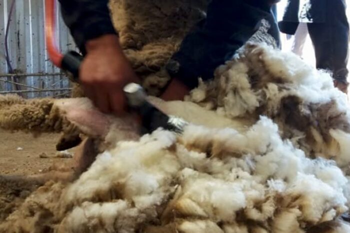Logran vender lana certificada de productores del norte neuquino