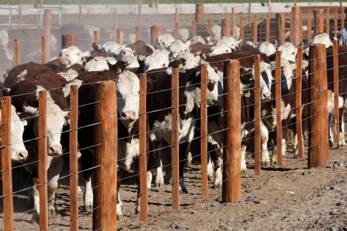 Los engordes continúan siendo el eslabón de mayor crecimiento en la cadena productiva