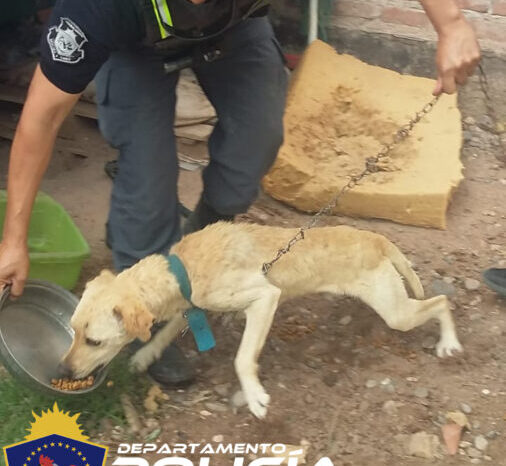 Rescatan a tres perros que sufrían maltrato por parte de sus dueños