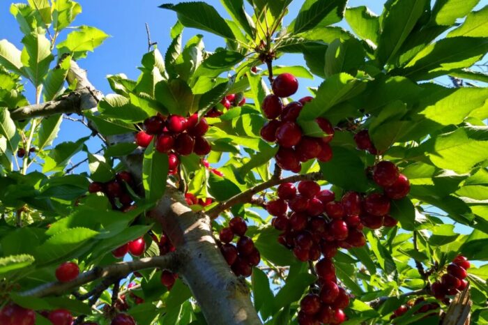 Destacan buenas expectativas para la cosecha de cerezas en Neuquén