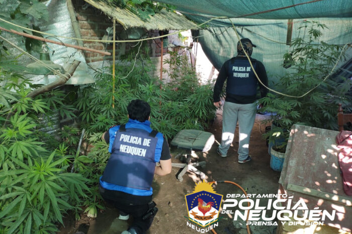 Secuestran armas de fuego, 82 plantas de marihuana, dinero en efectivo y demorados en un allanamiento