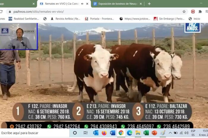 Se realizó un buen remate virtual en la 9ª Exposición de Bovinos de Neuquén