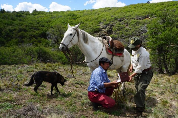 El Parque Nacional Lanín realizó una veranada en el Valle de las Magdalenas