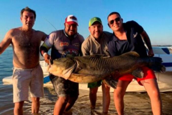Cuatro amigos chaqueños pescaron un manguruyú de 100 kilos y lo devolvieron al río