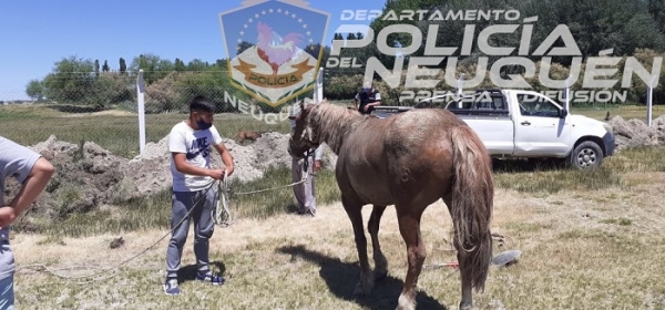 Personal de Bomberos colaboró en el rescate de un caballo atrapado