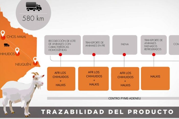 Se consolida la experiencia de comercialización conjunta de chivos del norte neuquino