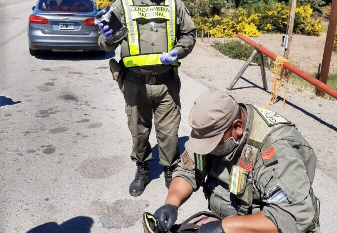 Secuestran estupefacientes, hongos alucinógenos y semillas de marihuana