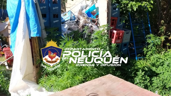 Centenario: Secuestran más de 300 planta de marihuana en allanamiento