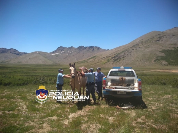 Personal Policial recupera un equino que había sido robado días atrás