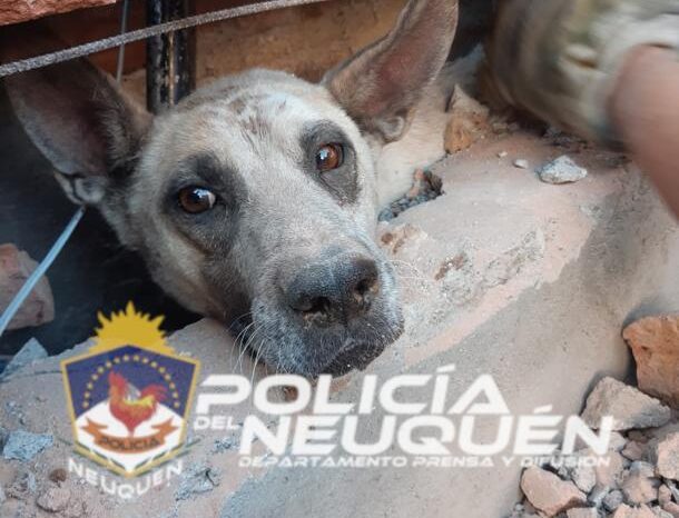 Bomberos rescatan un perrito atrapado en un paredón