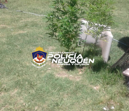 Plottier: Demoran a un joven y le secuestran plantas de marihuana en allanamiento