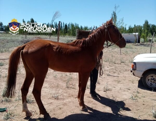 Robó dos equinos y fue demorado en un allanamiento