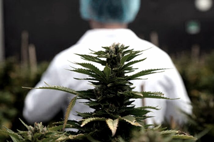 Logran un acuerdo público-privado para investigar y producir cannabis medicinal en el país