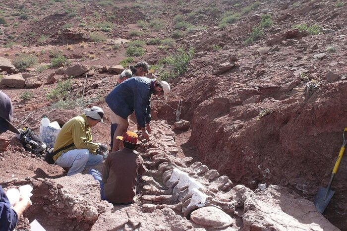 Encontraron restos fósiles de un dinosaurio que podría ser el más grande de la historia
