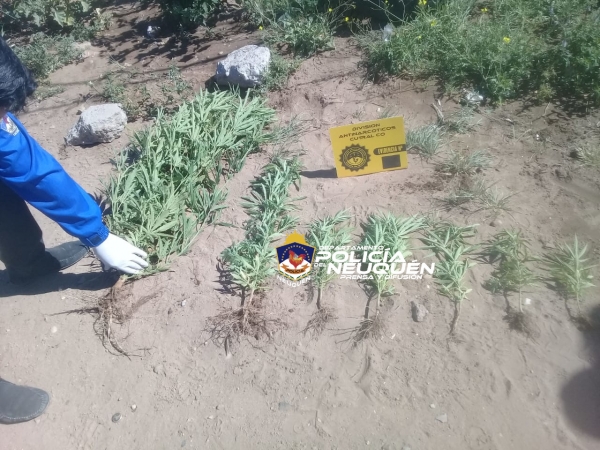 Secuestran plantas de Marihuana y demoran a una mujer en Cutral Có
