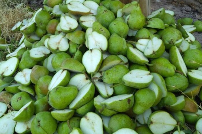 Comienza la campaña 2021 para el control de la sanidad frutícola