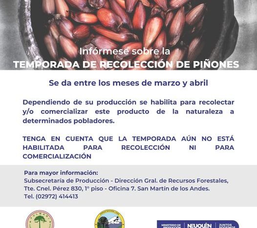 Comienza la temporada de Recolección de Piñones en la Cordillera Neuquina