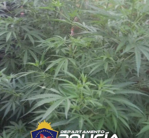 Catral Có: demoran a tres personas y secuestraron plantas de marihuana