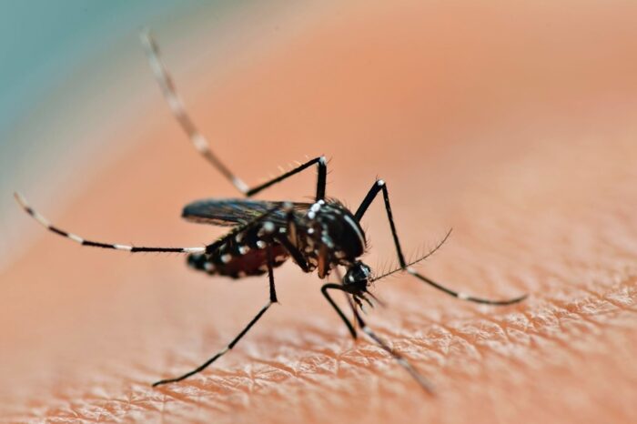 Confirman el primer caso de dengue del año en Tucumán