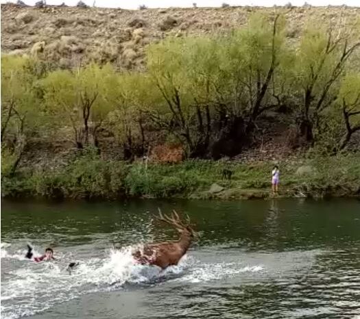 VIDEO: Así dan muerte a un ciervo colorado en Las Coloradas