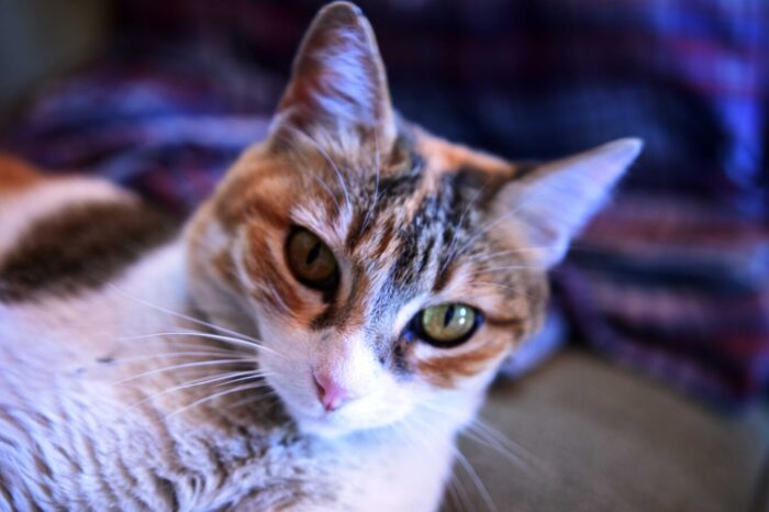 En la vida de los gatos: Lo que está tratando de comunicar tu gato a través de su comportamiento