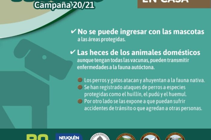 Campaña de prevención “Solo Huellas 20/21”, las mascotas deben quedar en casa