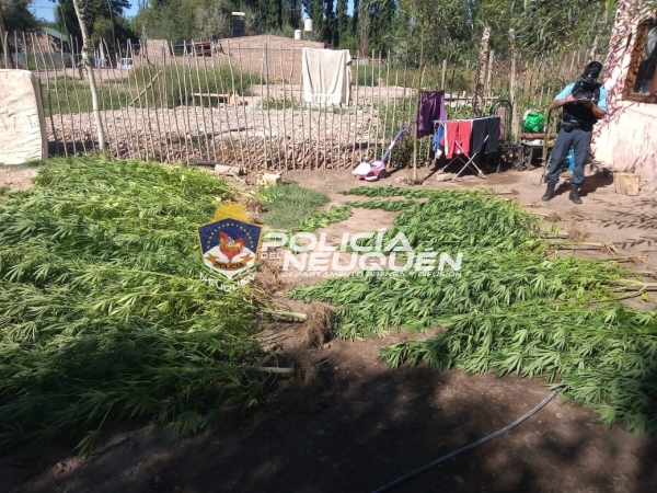 Vista Alegre Sur: Secuestran 39 plantas de marihuana de gran tamaño